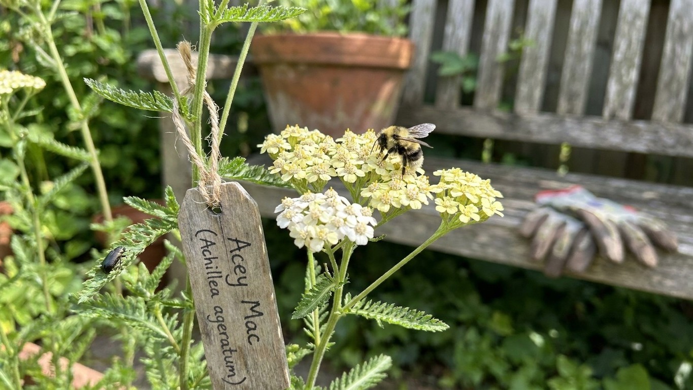 What Pollinates Acey Mac, and What Cannot