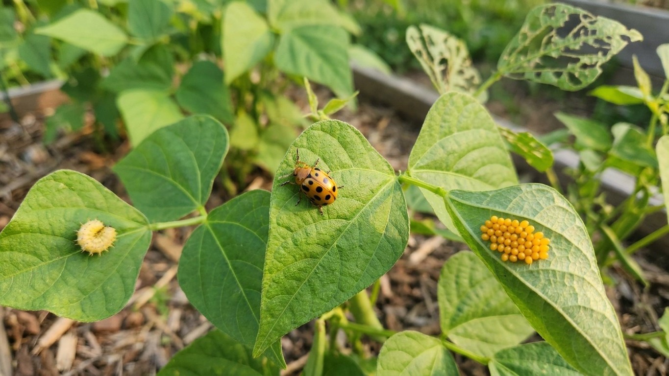 Mexican bean beetle in Alabama: When It Shows Up and What Stops It