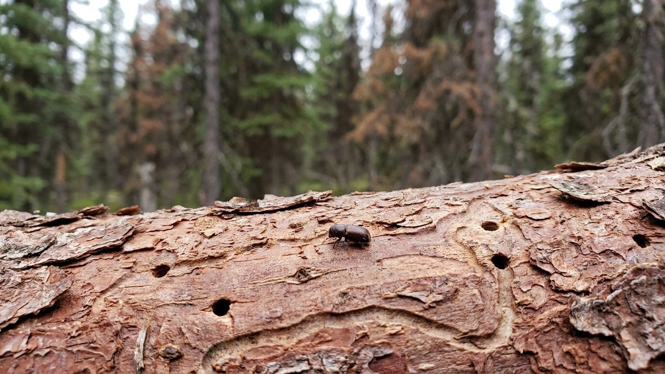 Spruce beetle in Alaska: When It Shows Up and What Stops It