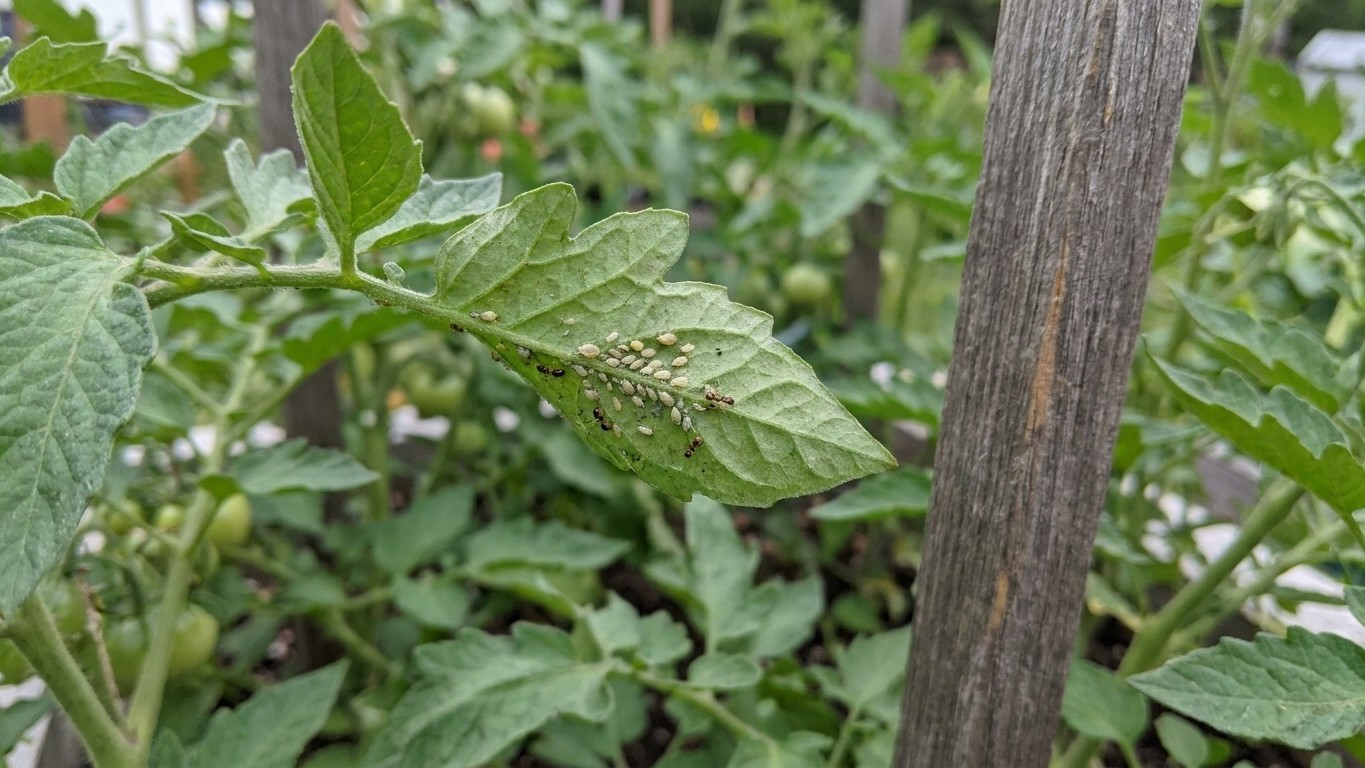Tomato Pests in Alaska: Which Ones Actually Show Up Here