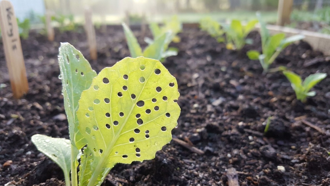Garden Pests in Alberta: What Shows Up, When, and How to Stop It