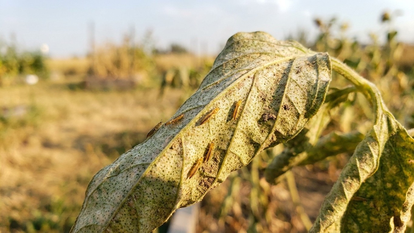 Thrips in Alberta: When It Shows Up and What Stops It