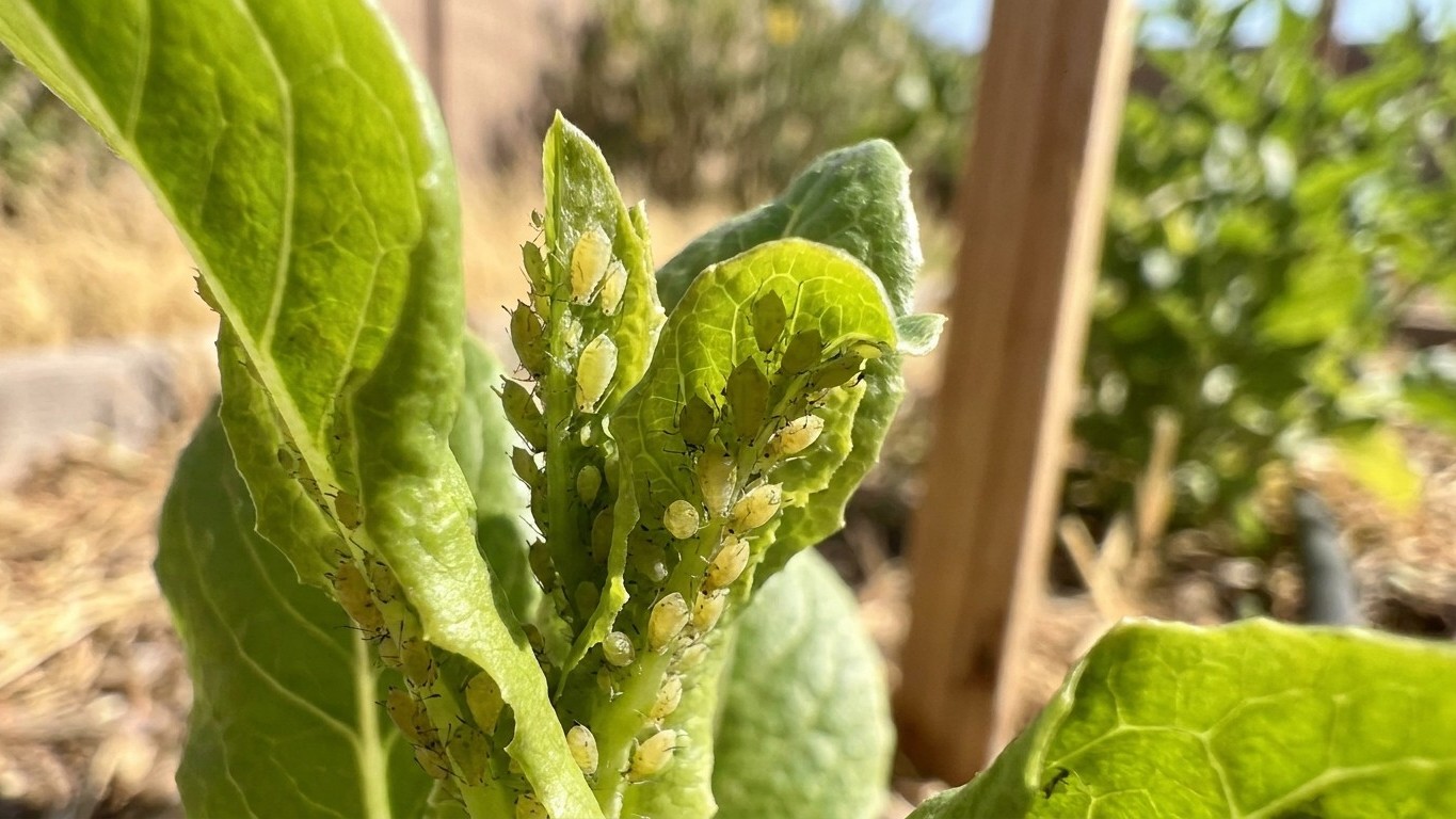 Aphids in Arizona: When It Shows Up and What Stops It