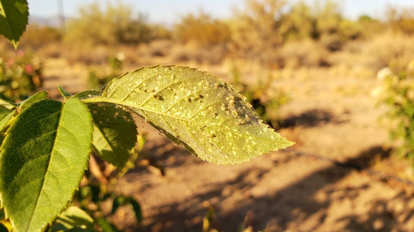Spider mites in Arizona: When It Shows Up and What Stops It