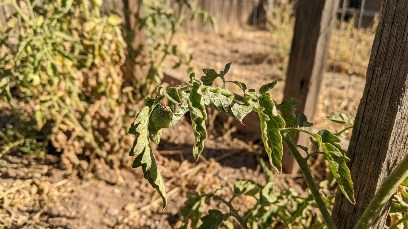 Tomato Pests in Arizona: Which Ones Actually Show Up Here