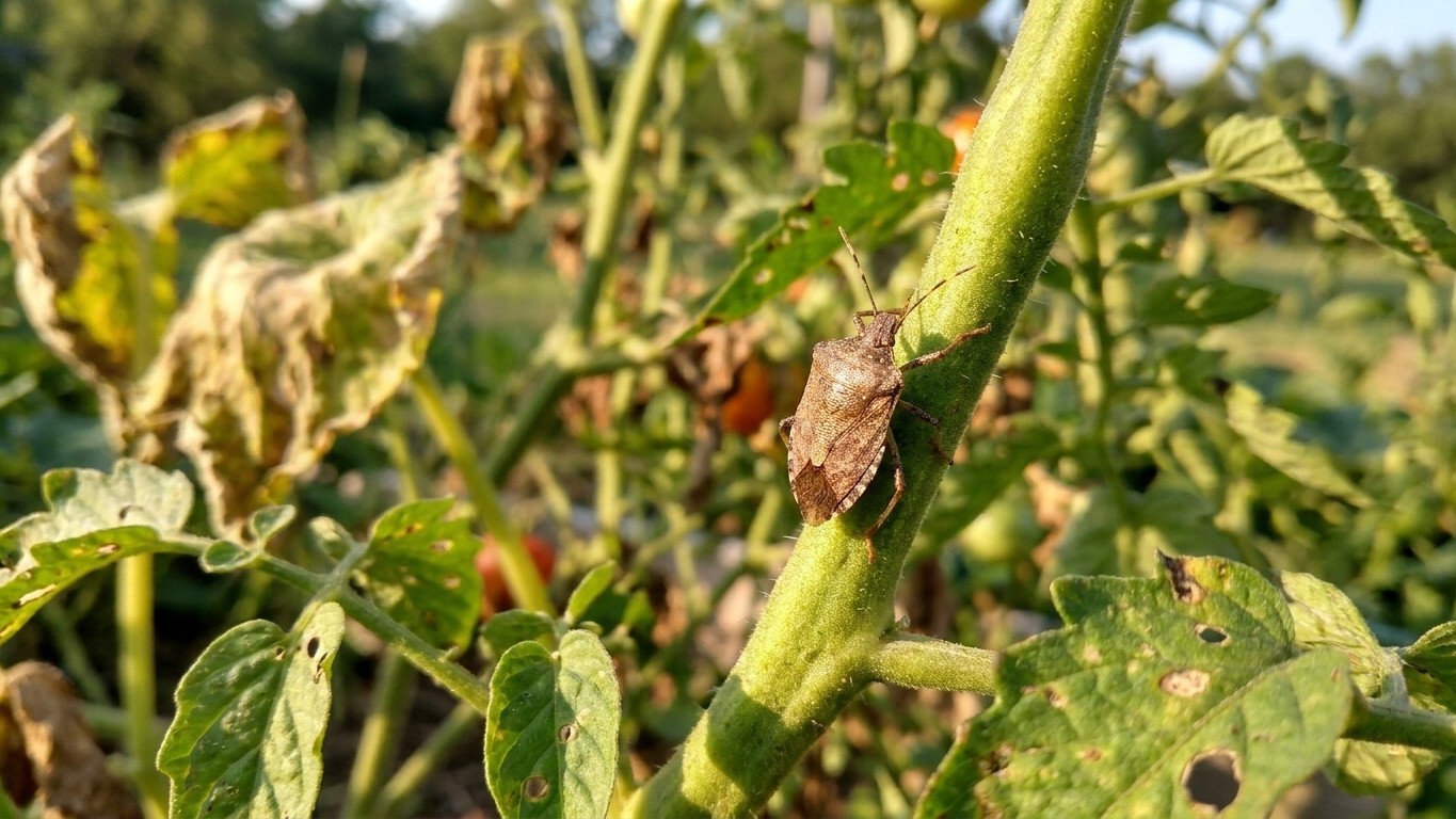Stink bugs in Arkansas: When It Shows Up and What Stops It