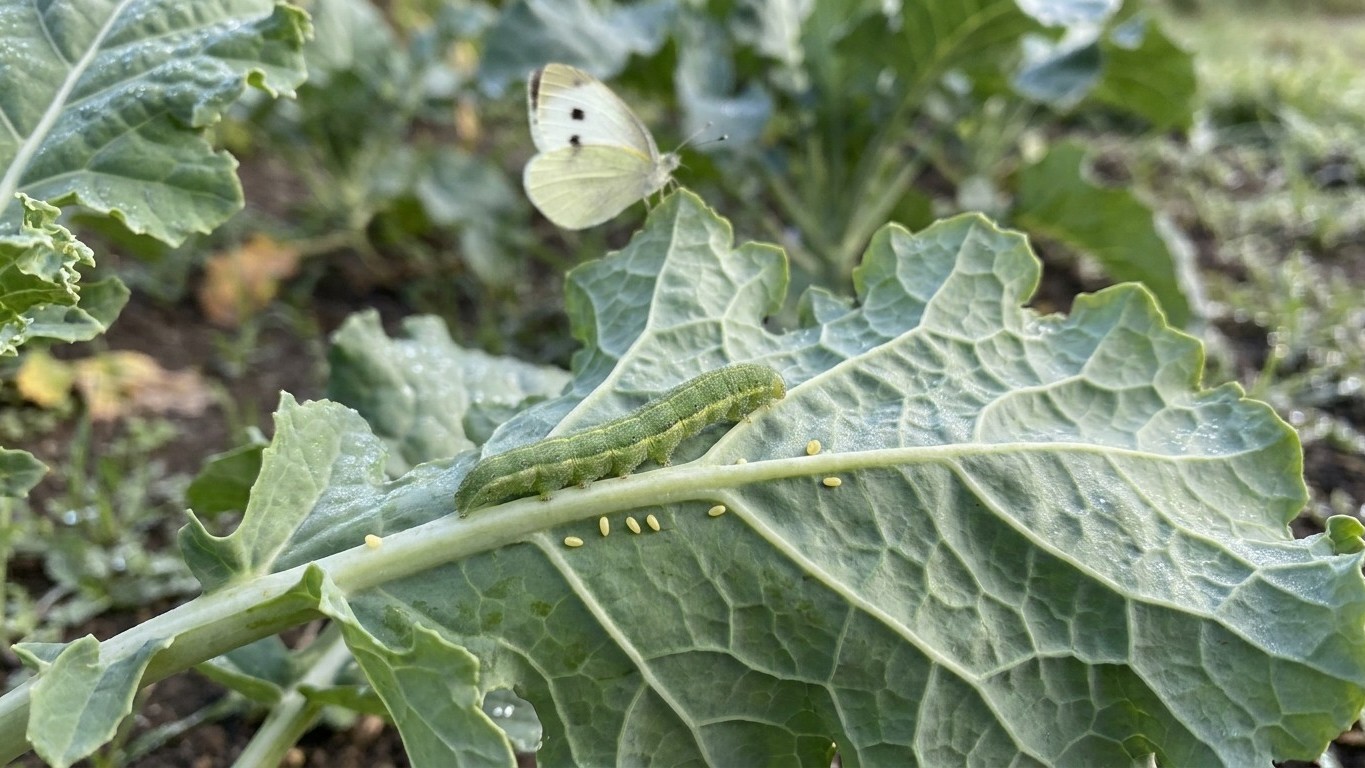 Imported cabbageworm in British Columbia: When It Shows Up and What Stops It