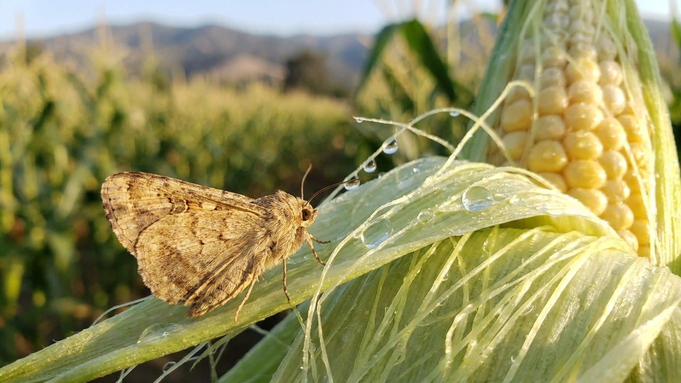 Corn earworm in California: When It Shows Up and What Stops It