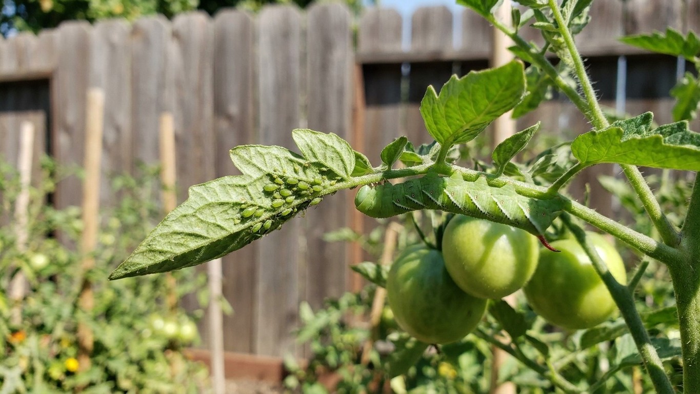 Tomato Pests in California: Which Ones Actually Show Up Here
