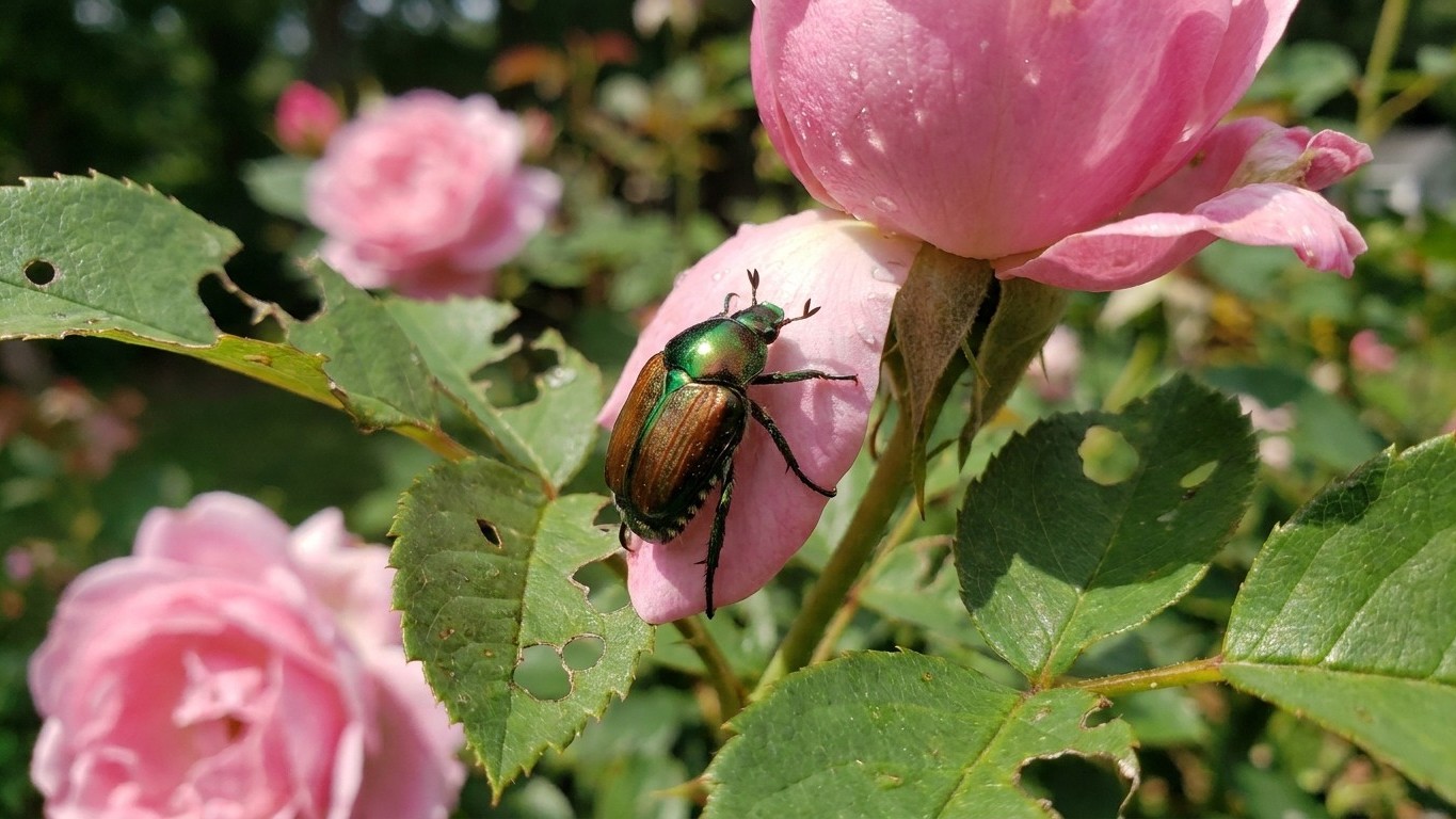 Japanese beetle in Connecticut: When It Shows Up and What Stops It