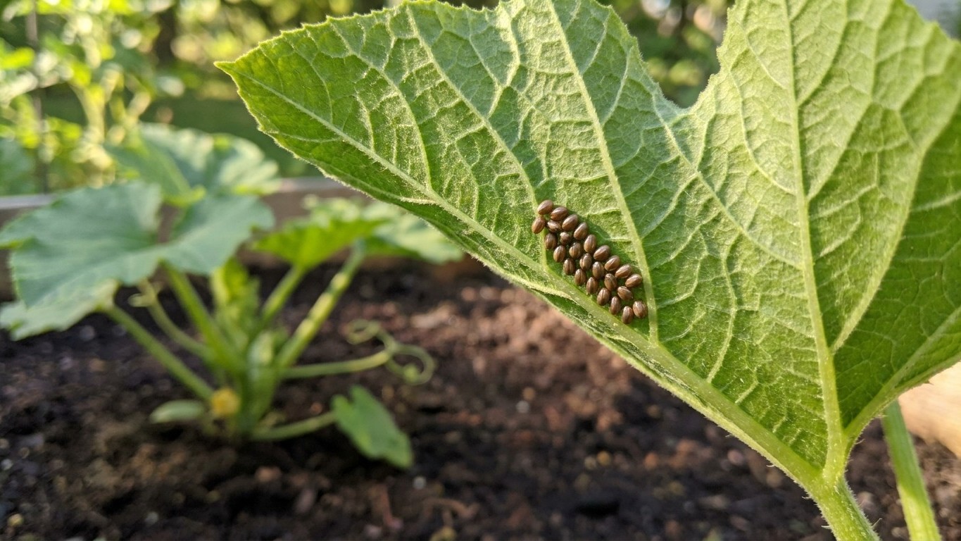 Squash bug in Connecticut: When It Shows Up and What Stops It
