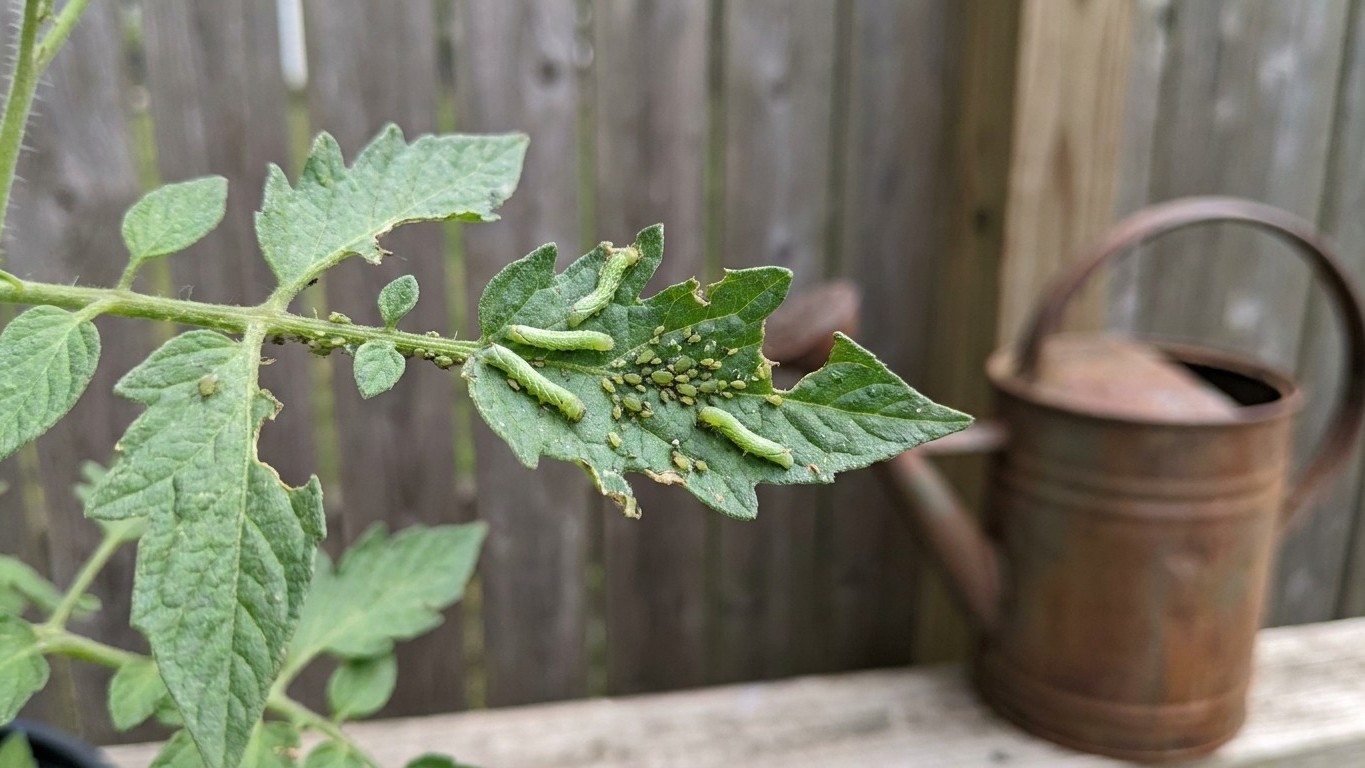Tomato Pests in Connecticut: Which Ones Actually Show Up Here