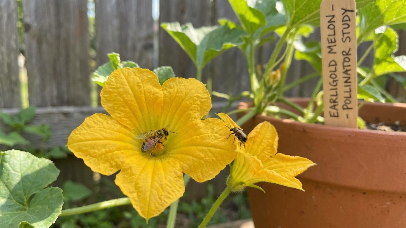 What Pollinates Earligold, and What Cannot