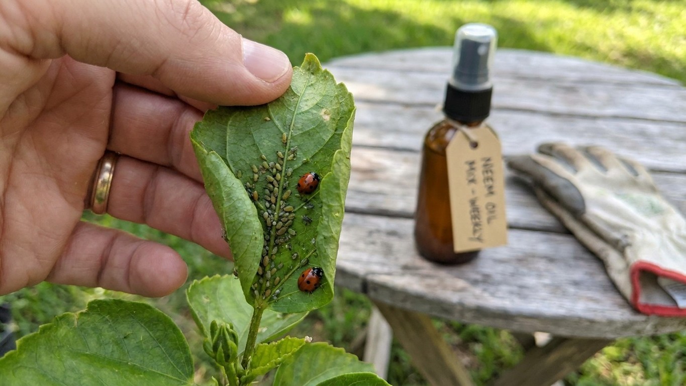 Garden Pests in Florida: What Shows Up, When, and How to Stop It