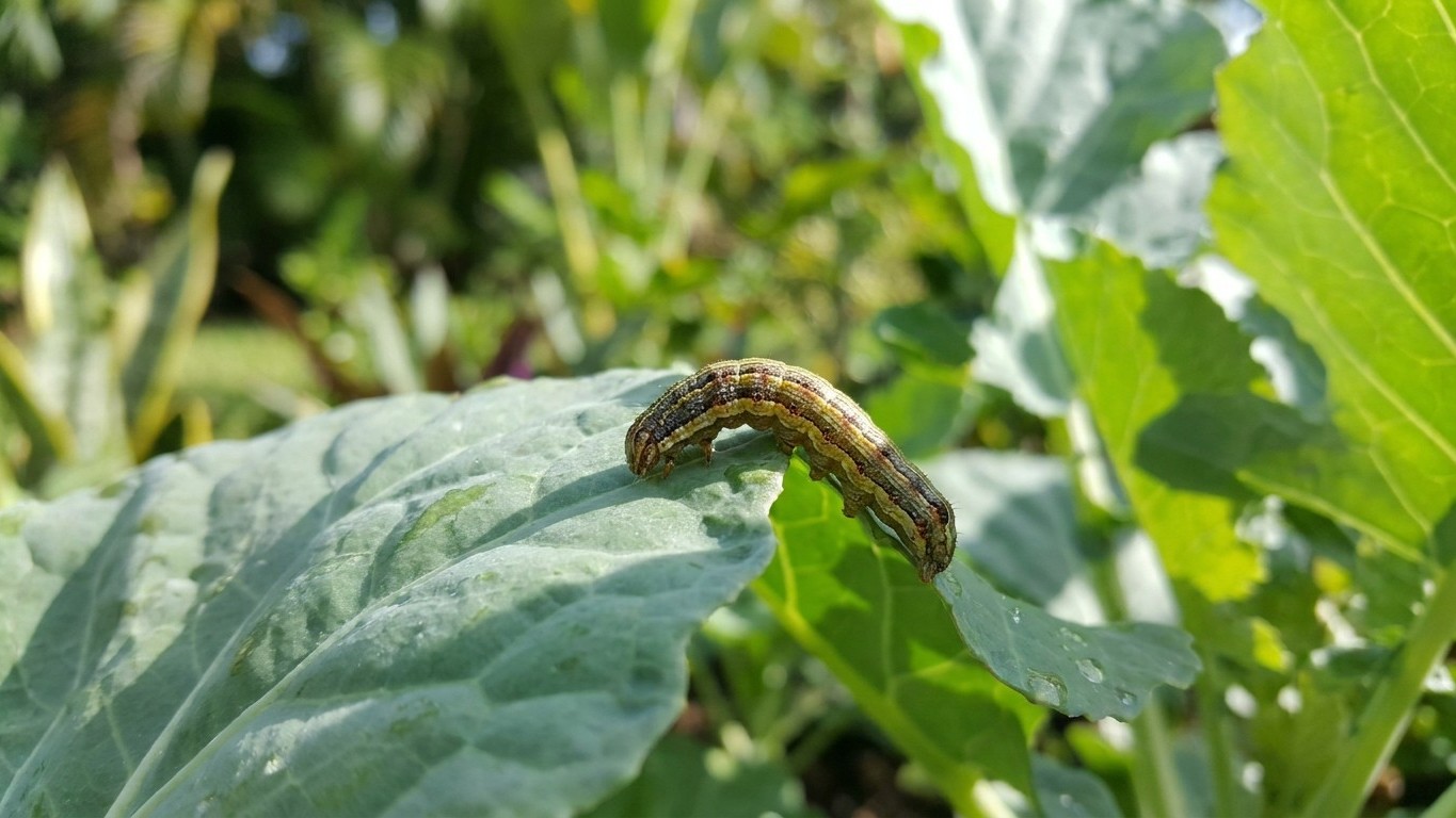 Fall armyworm in Florida: When It Shows Up and What Stops It