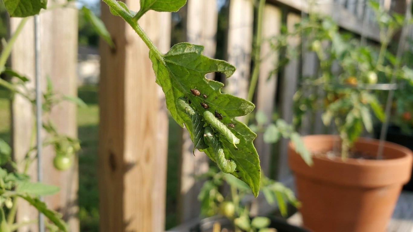 Tomato Pests in Florida: Which Ones Actually Show Up Here