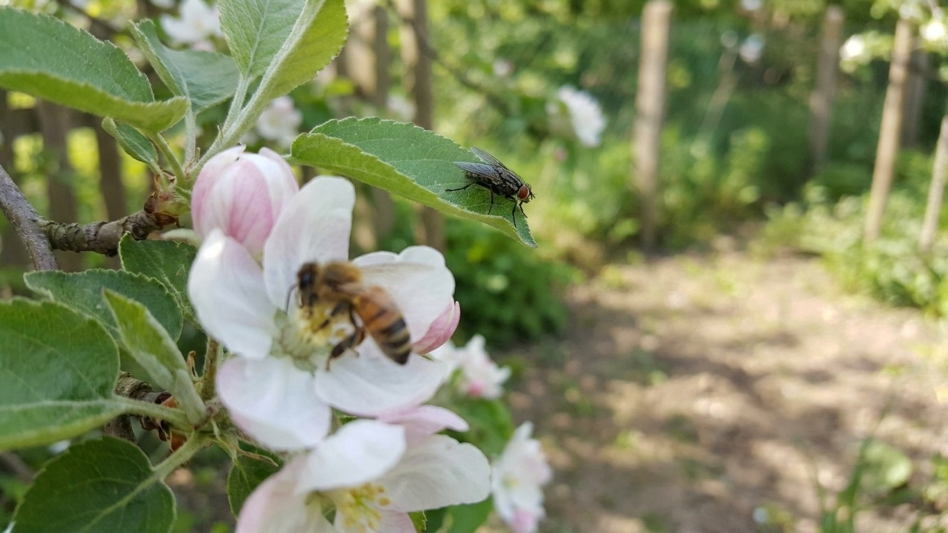What Pollinates Gala, and What Cannot