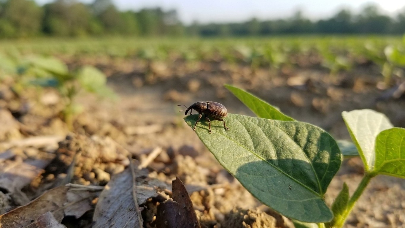 Cowpea curculio in Georgia: When It Shows Up and What Stops It
