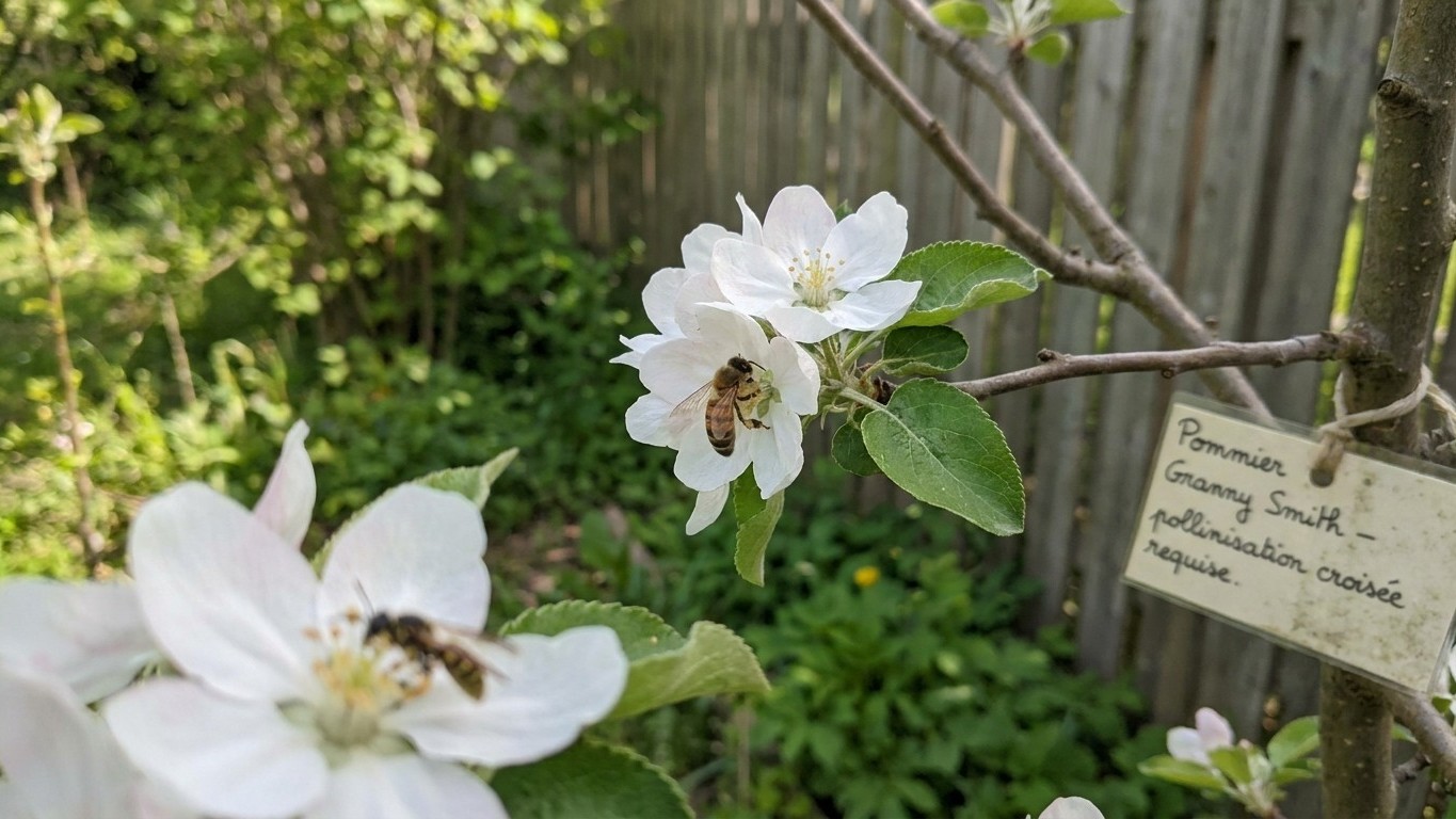 What Pollinates Granny Smith, and What Cannot