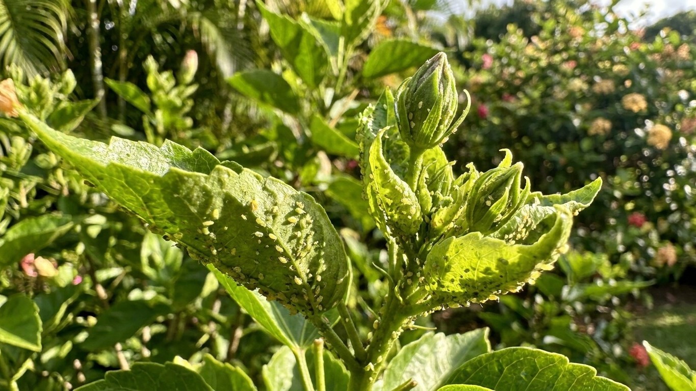 Aphids in Hawaii: When It Shows Up and What Stops It