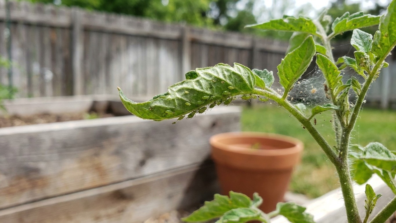 Tomato Pests in Idaho: Which Ones Actually Show Up Here