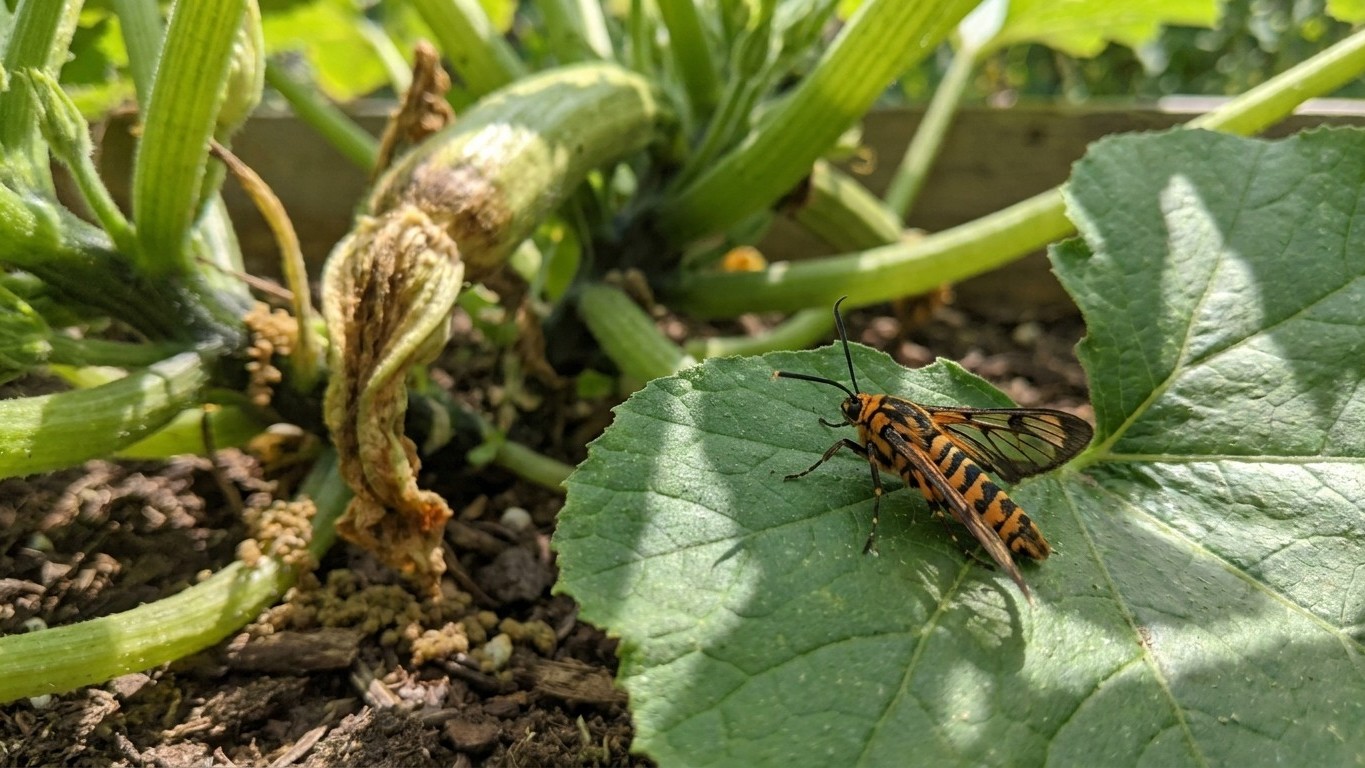 Squash vine borer in Illinois: When It Shows Up and What Stops It