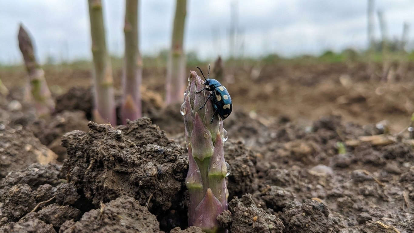 Asparagus beetle in Indiana: When It Shows Up and What Stops It