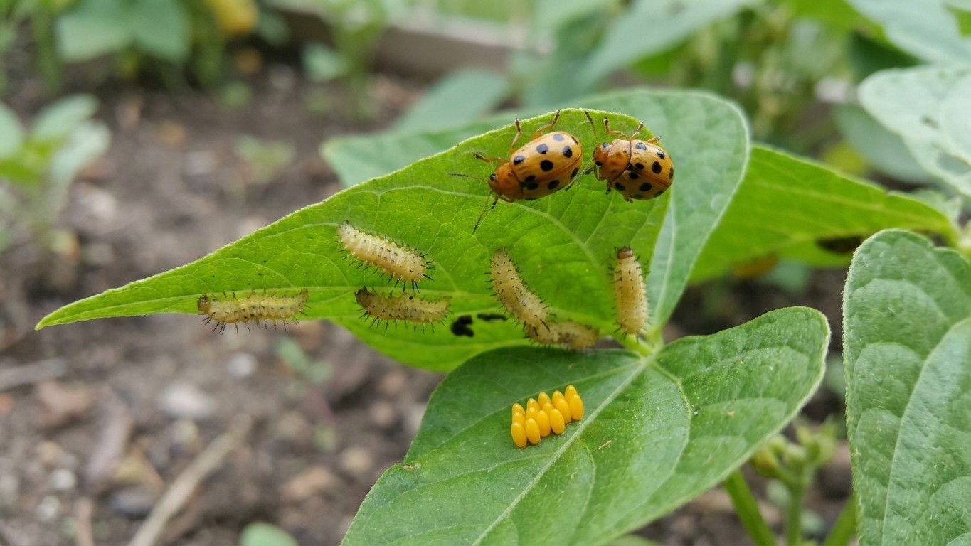 Mexican bean beetle in Indiana: When It Shows Up and What Stops It