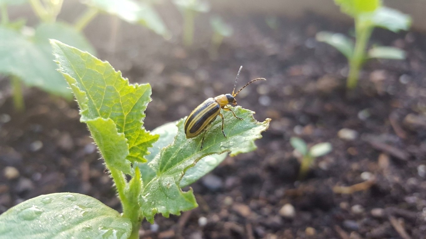 Striped cucumber beetle in Indiana: When It Shows Up and What Stops It