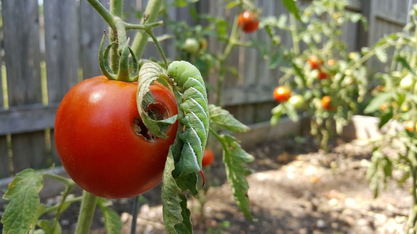 Tomato Pests in Indiana: Which Ones Actually Show Up Here