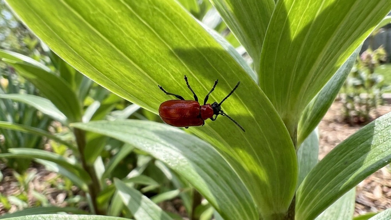 Lily leaf beetle in Iowa: When It Shows Up and What Stops It