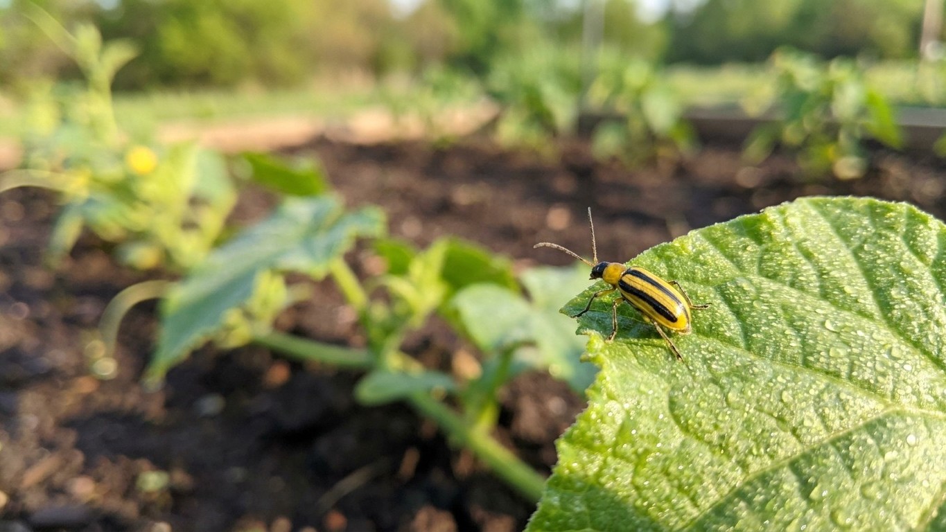 Striped cucumber beetle in Iowa: When It Shows Up and What Stops It