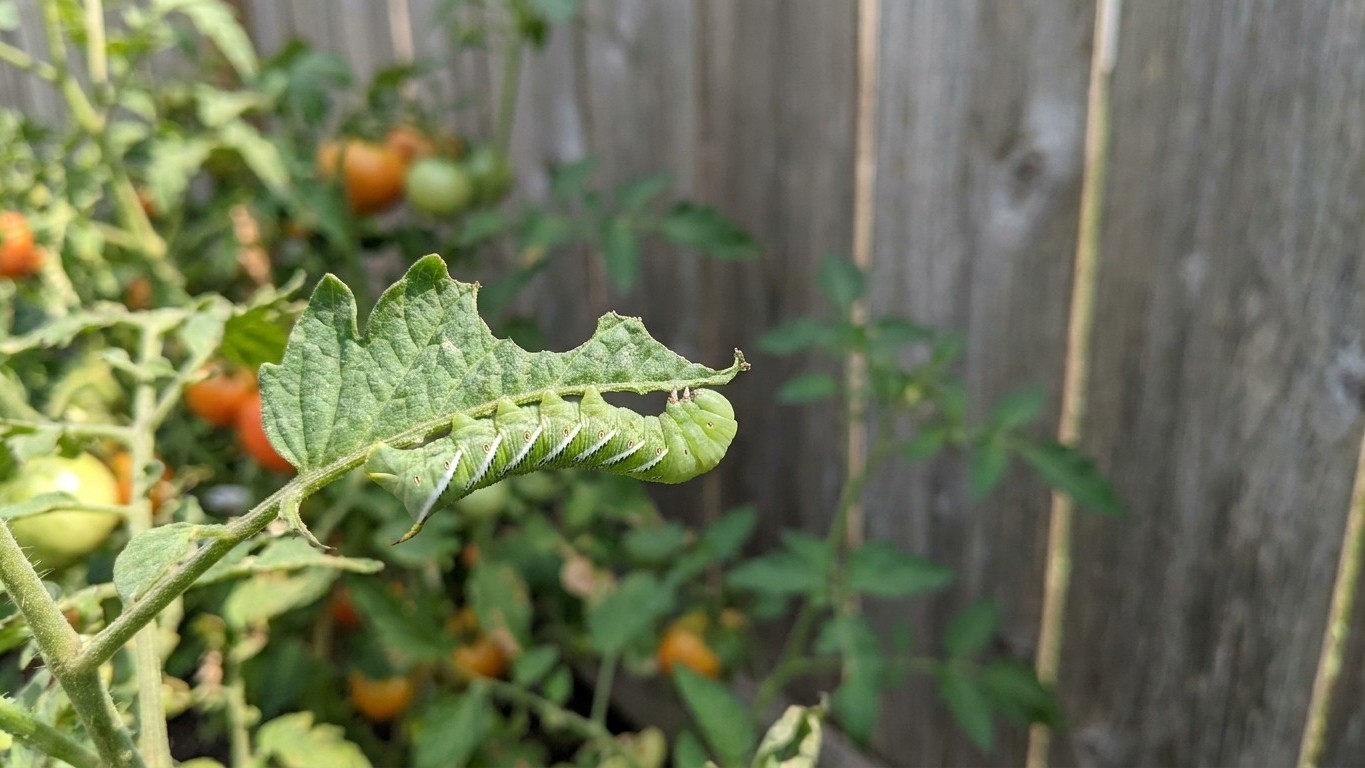 Tomato Pests in Iowa: Which Ones Actually Show Up Here
