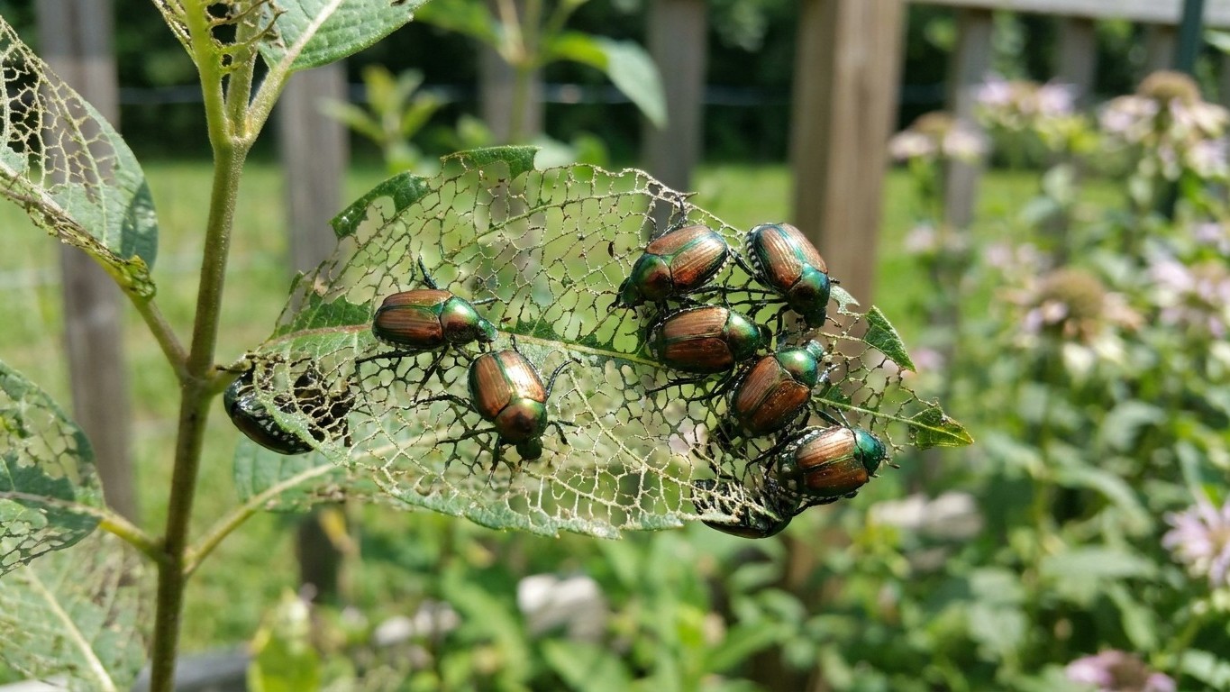Japanese Beetles: Leaves Reduced to Lace