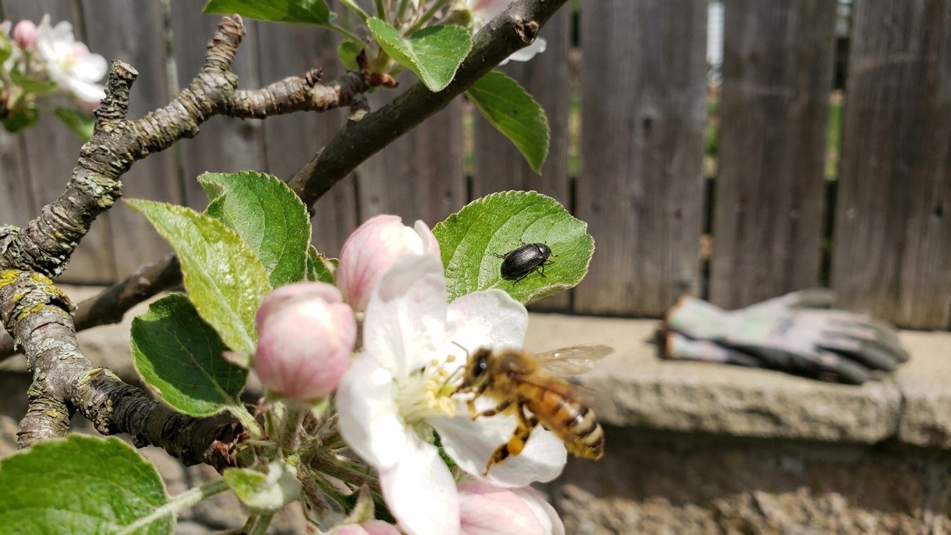 What Pollinates Jonamac, and What Cannot
