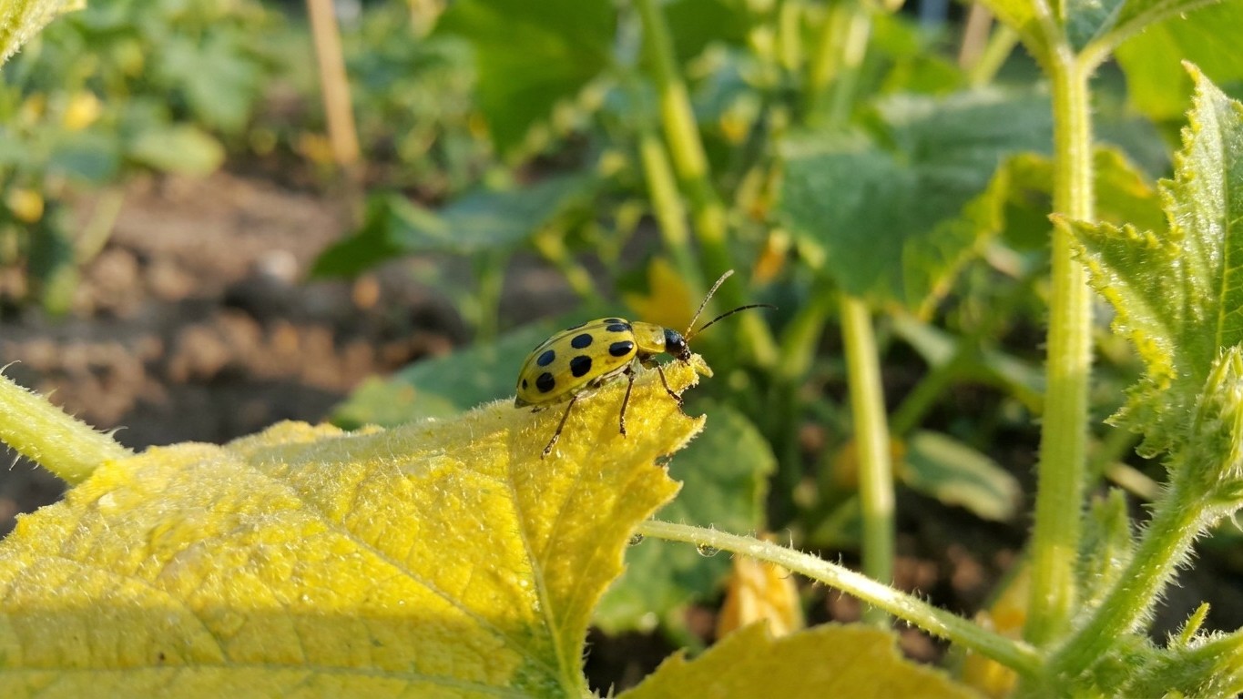 Spotted cucumber beetle in Kansas: When It Shows Up and What Stops It