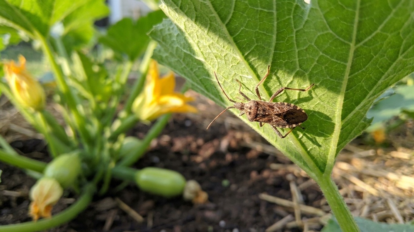 Squash bug in Kansas: When It Shows Up and What Stops It