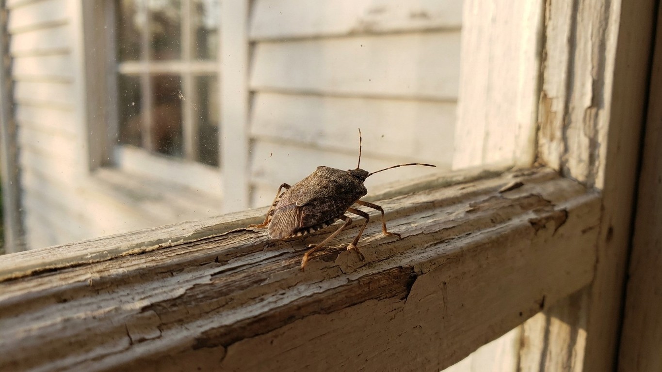 Brown marmorated stink bug in Kentucky: When It Shows Up and What Stops It