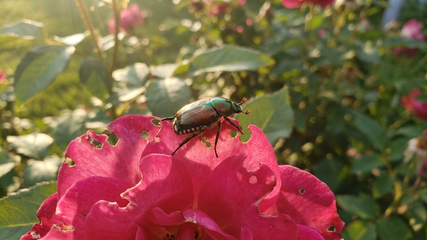 Japanese beetle in Kentucky: When It Shows Up and What Stops It