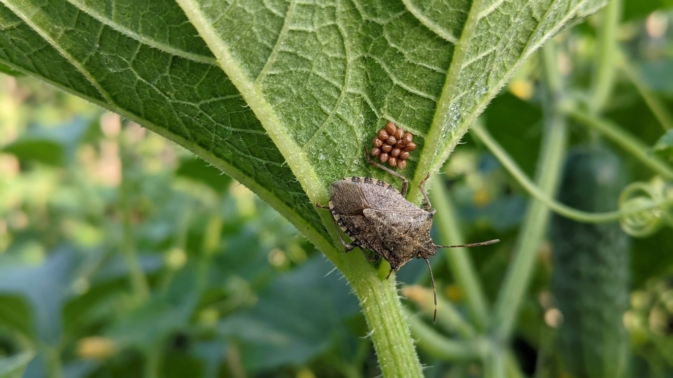 Squash bug in Kentucky: When It Shows Up and What Stops It