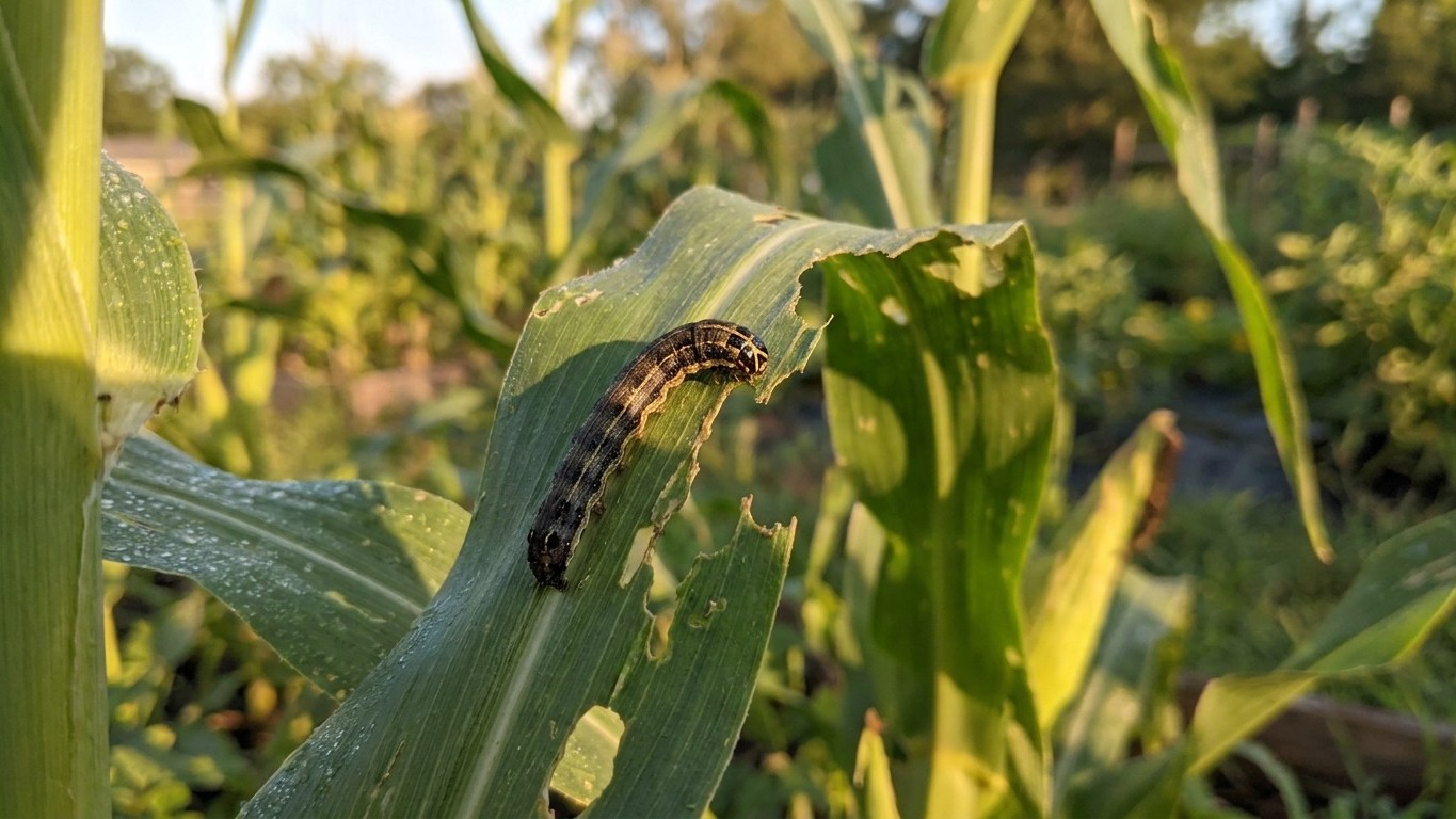 Fall armyworm in Louisiana: When It Shows Up and What Stops It
