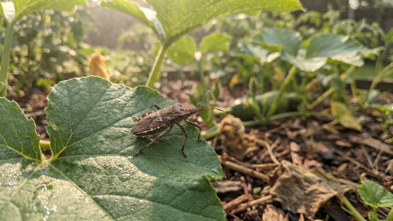 Squash bug in Louisiana: When It Shows Up and What Stops It