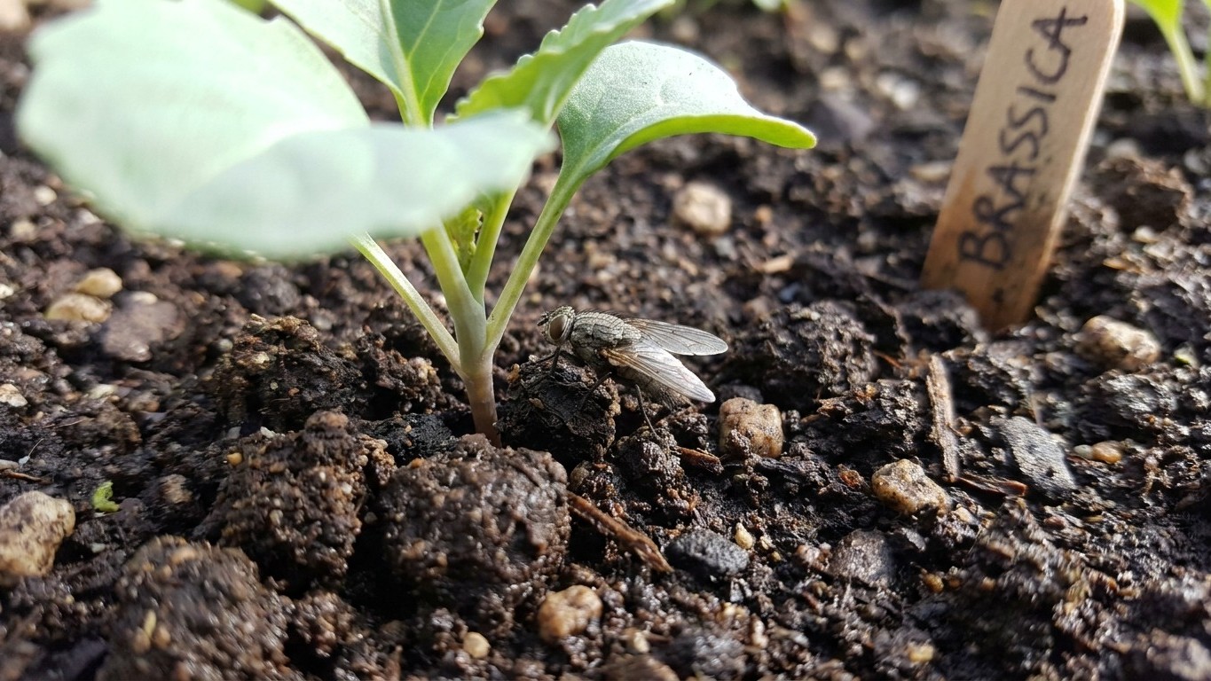 Cabbage maggot in Maine: When It Shows Up and What Stops It