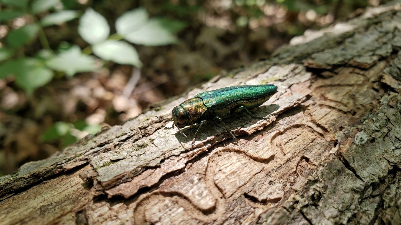Emerald ash borer in Maine: When It Shows Up and What Stops It