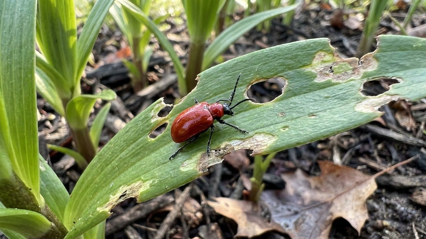 Lily leaf beetle in Maine: When It Shows Up and What Stops It