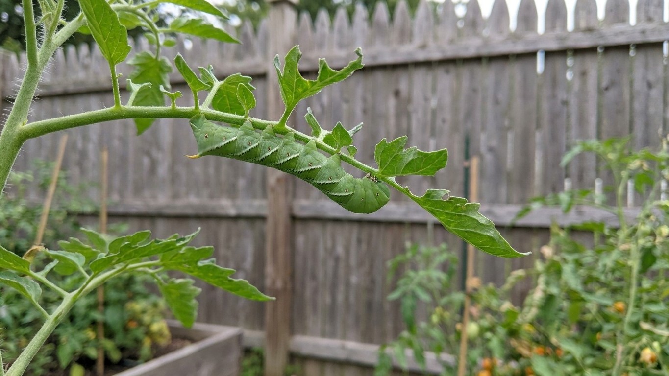 Tomato Pests in Maine: Which Ones Actually Show Up Here