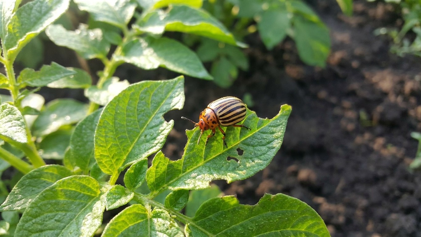 Colorado potato beetle in Maryland: When It Shows Up and What Stops It