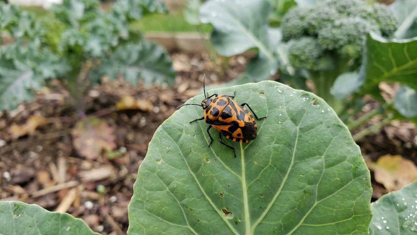 Harlequin bug in Maryland: When It Shows Up and What Stops It