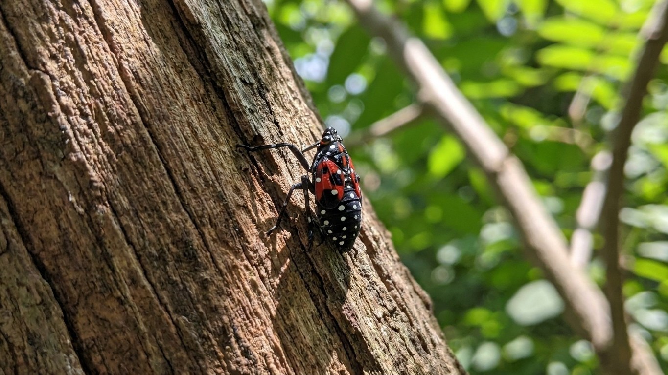 Spotted lanternfly in Maryland: When It Shows Up and What Stops It