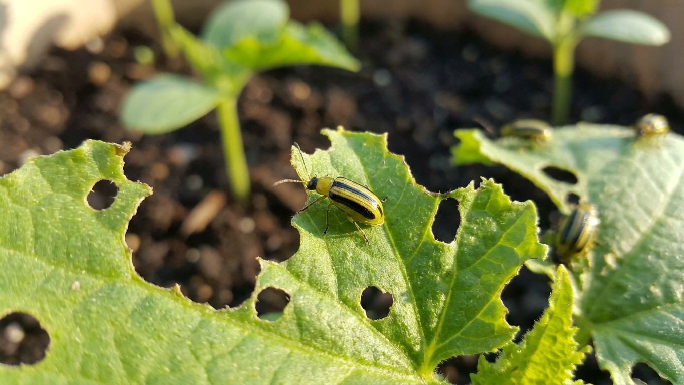 Striped cucumber beetle in Massachusetts: When It Shows Up and What Stops It